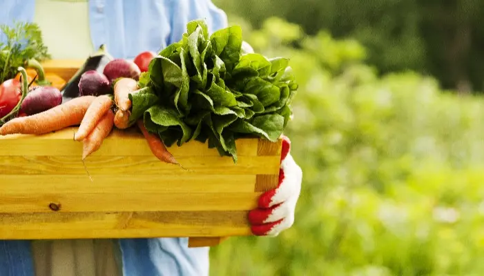 Organik Gıdalar Gerçekten Daha Faydalı mı?