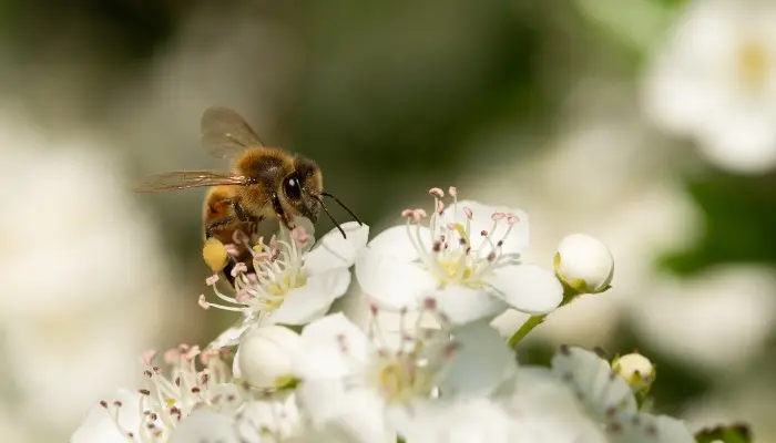 Doğayı Korumaya Sayısal Bir Değer Biçebilir Miyiz?