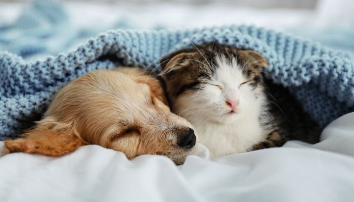 AXA Evcil Hayvan Sigortası