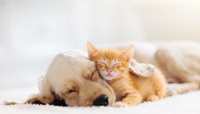 Evcil Hayvanlara Mikroçip Uygulaması: Zorunluluk Devam Ediyor Mu? Sigorta Karşılıyor Mu?